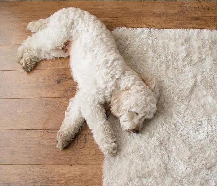 White dog laying on top of hardwood floors and a white fuzzy rug.